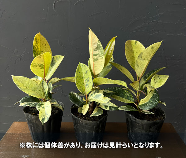 フィカス:ジン(セレクト) 3号ポット
