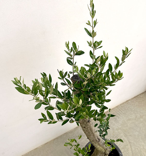 オリーブ:オリーブ ミッション 古木8号鉢植え26-03