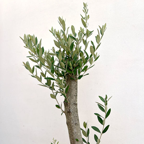 オリーブ:オリーブ ミッション 古木8号鉢植え26-03