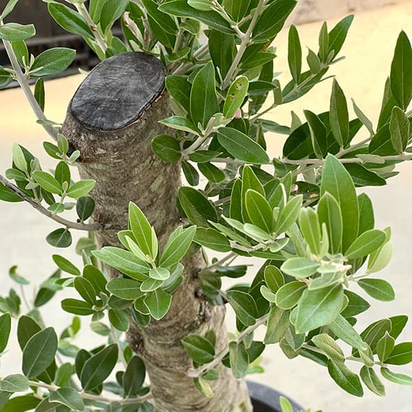 オリーブ:オリーブ ミッション 古木8号鉢植え26-03