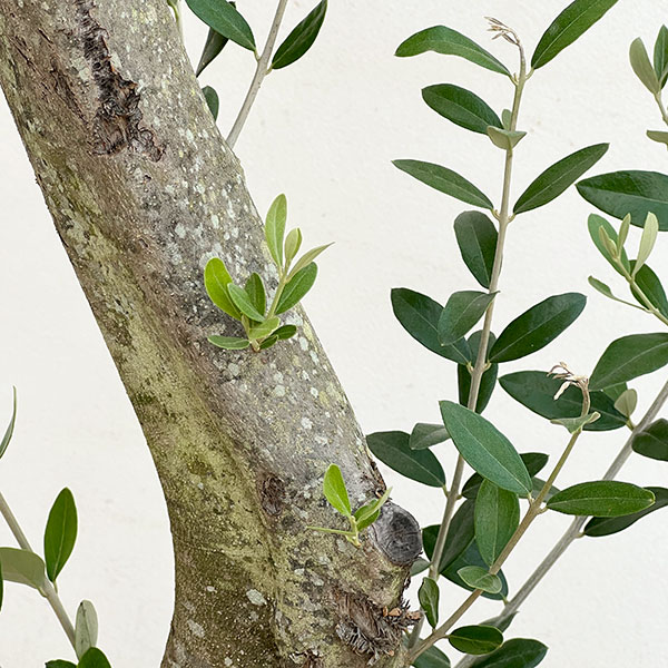 オリーブ:オリーブ ミッション 古木8号鉢植え26-03