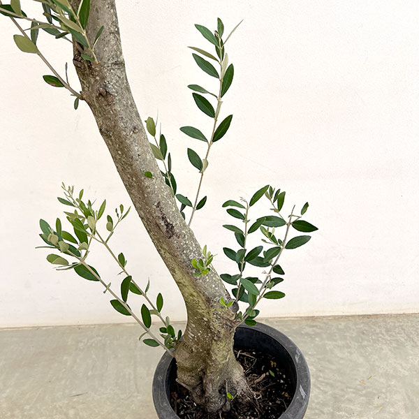 オリーブ:オリーブ ミッション 古木8号鉢植え26-03