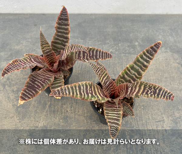 クリプタンサス：エレーヌ　3号ポット