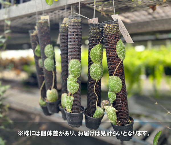 ホヤ:インブリカータ 2号吊鉢