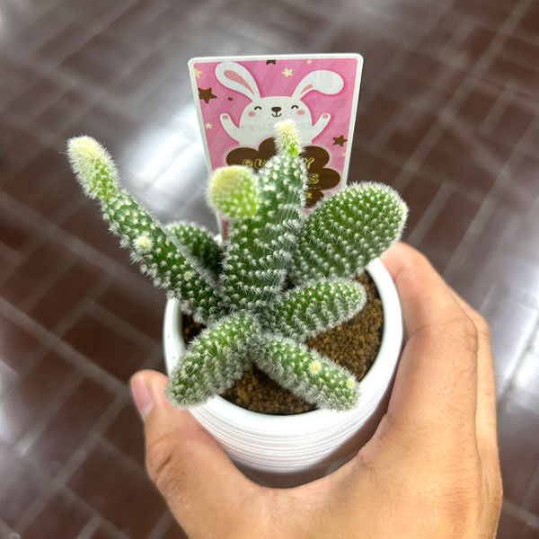 サボテン：バニーカクタス3号丸鉢入り