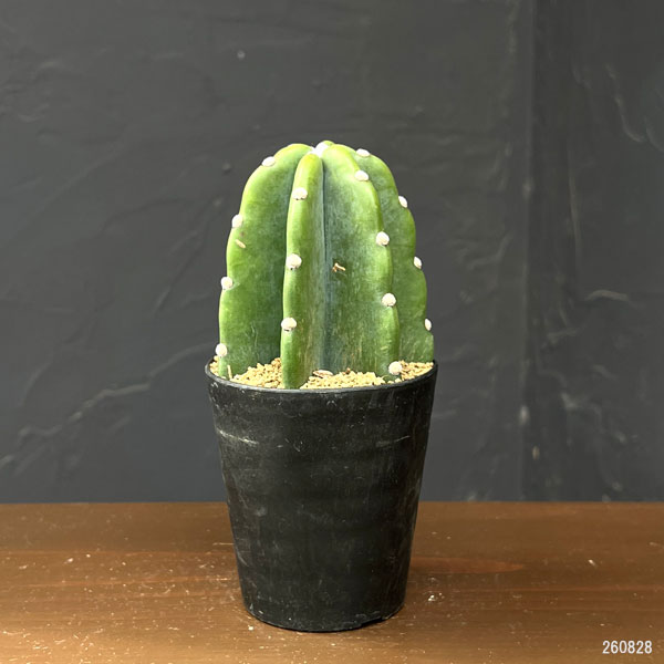 サボテン:ハシラサボテン トゲナシキメンカク 3号鉢植え