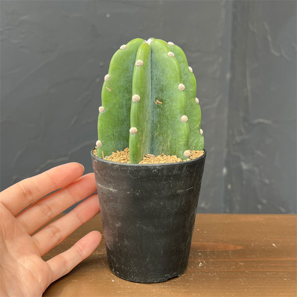 サボテン:ハシラサボテン トゲナシキメンカク 3号鉢植え