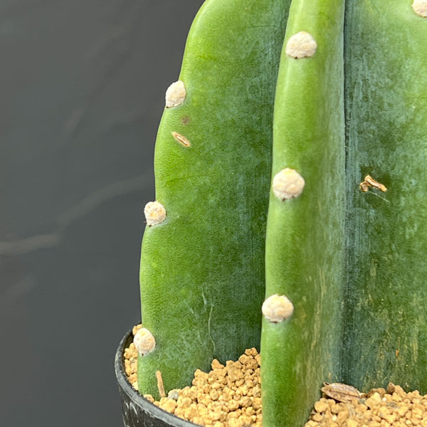 サボテン:ハシラサボテン トゲナシキメンカク 3号鉢植え
