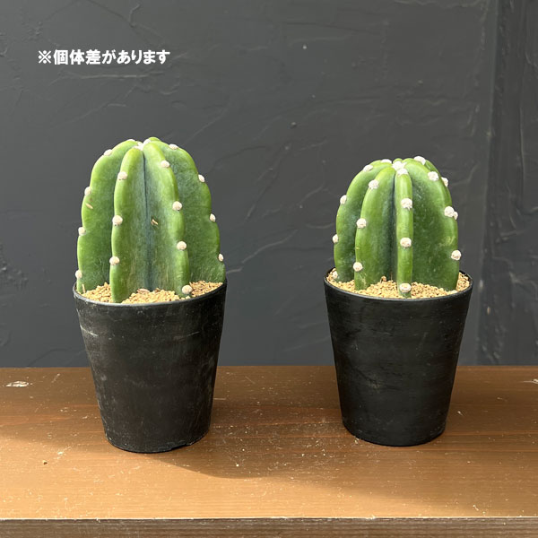 サボテン:ハシラサボテン トゲナシキメンカク 3号鉢植え