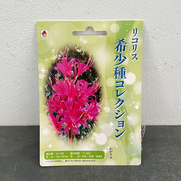 リコリス:かがり火 1球入り