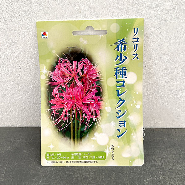 リコリス:さつま美人 1球入り