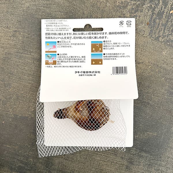リコリス:さつま美人 1球入り