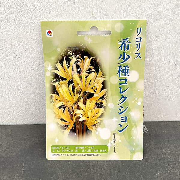 リコリス:ゴールドフレーム 1球入り