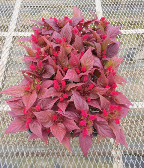 ケイトウ（鶏頭）：久留米けいとう紅貴（こうき・赤花）3.5号ポット