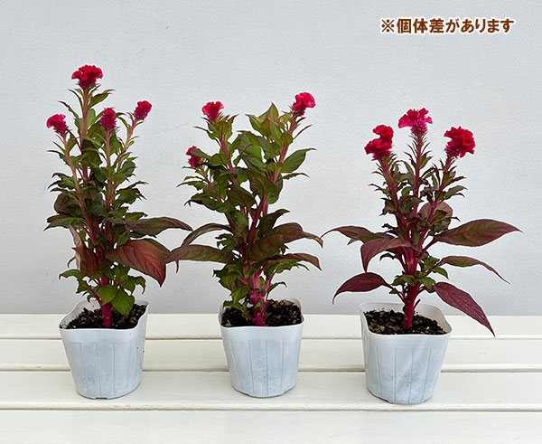 ケイトウ(鶏頭):久留米けいとう紅貴(こうき・赤花)3.5号ポット