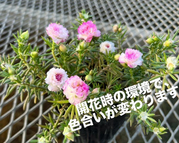 マツバボタン(八重咲き):ピンクシンデレラ3.5号ポット