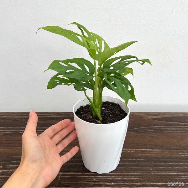 モンステラ:ラニアータ 4.5号鉢植え