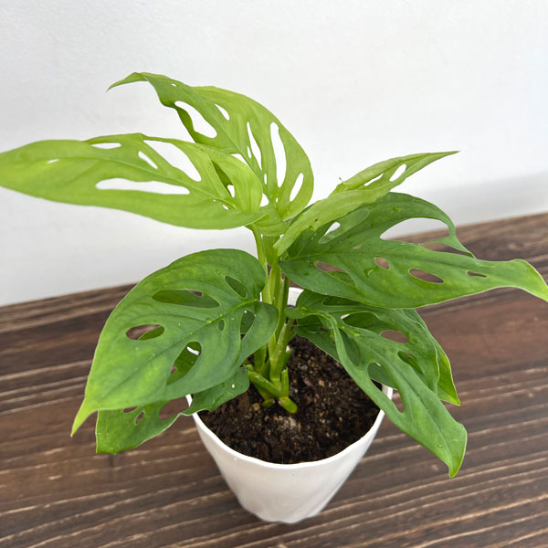 モンステラ:ラニアータ 4.5号鉢植え