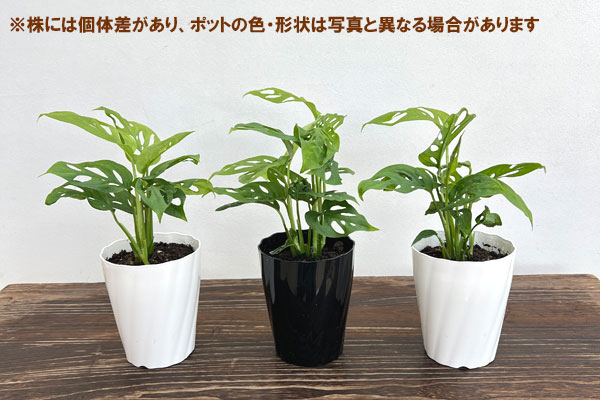 モンステラ:ラニアータ 4.5号鉢植え