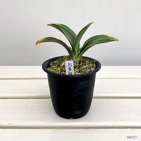 オモト(万年青):お多福3号鉢植え【現品販売272995】