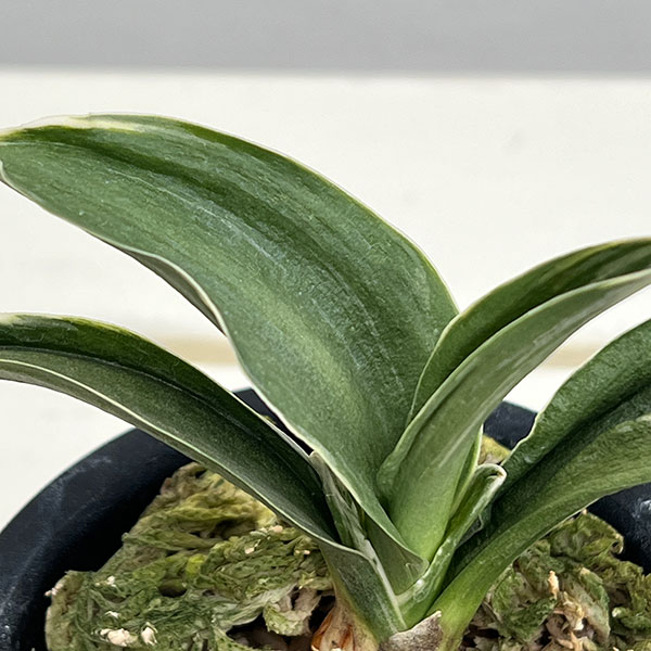 オモト(万年青):お多福3号鉢植え【現品販売272995】