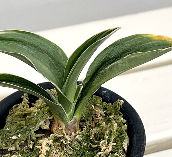 オモト(万年青):お多福3号鉢植え【現品販売272995】