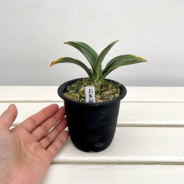 オモト(万年青):お多福3号鉢植え【現品販売272995】