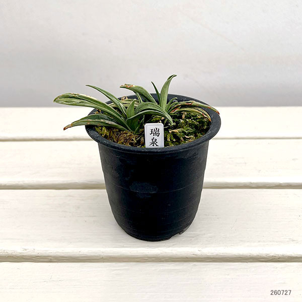 オモト(万年青):瑞泉3号鉢植え【現品販売272997】
