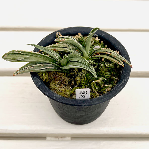 オモト(万年青):瑞泉3号鉢植え【現品販売272997】