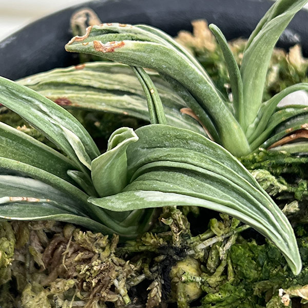 オモト(万年青):瑞泉3号鉢植え【現品販売272997】