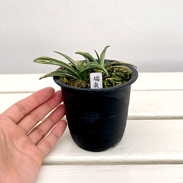 オモト(万年青):瑞泉3号鉢植え【現品販売272997】