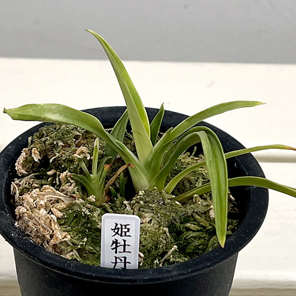 オモト(万年青):姫牡丹3号鉢入り【現品販売272998】