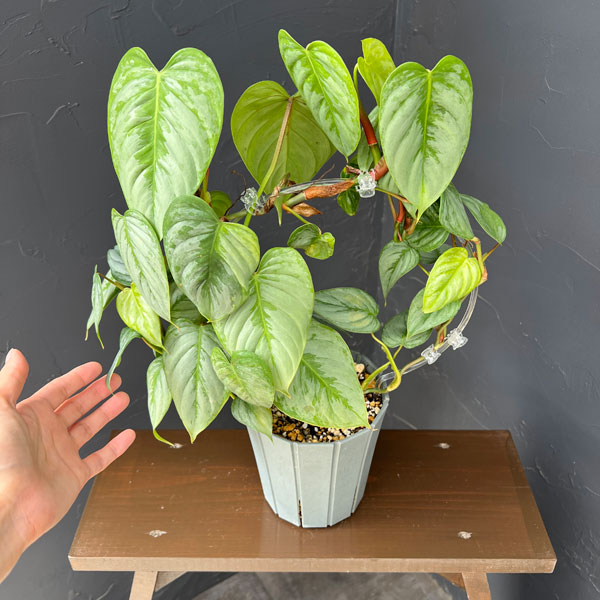 フィロデンドロン:ソディロイ 5号鉢植え