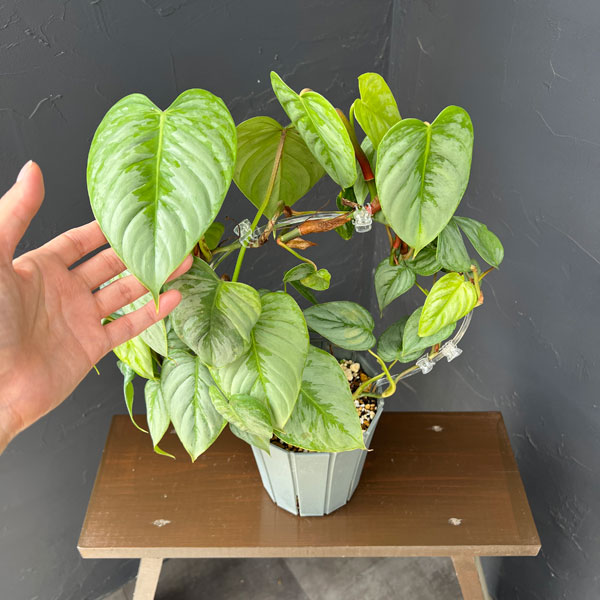 フィロデンドロン:ソディロイ 5号鉢植え