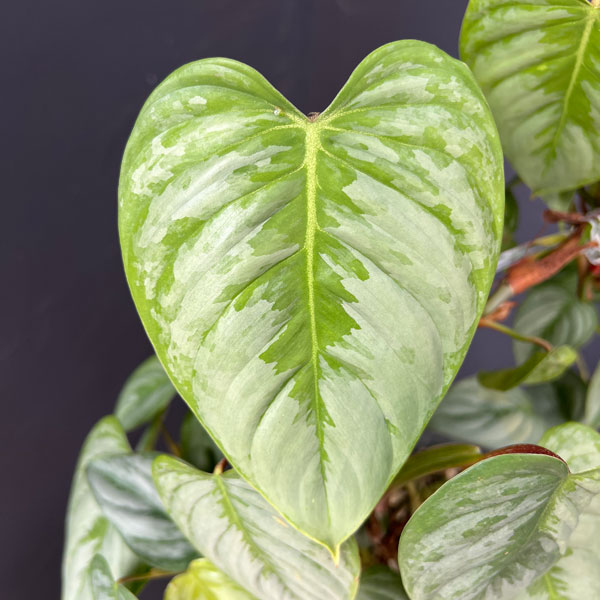 フィロデンドロン:ソディロイ 5号鉢植え