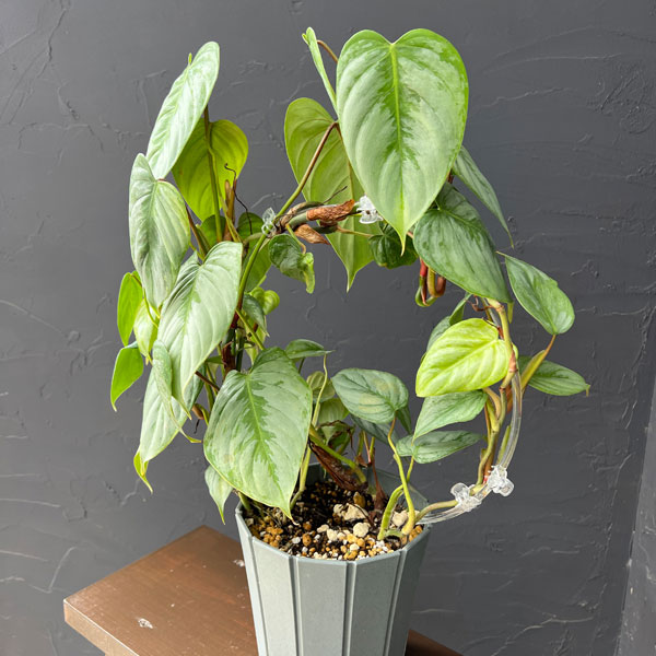 フィロデンドロン:ソディロイ 5号鉢植え