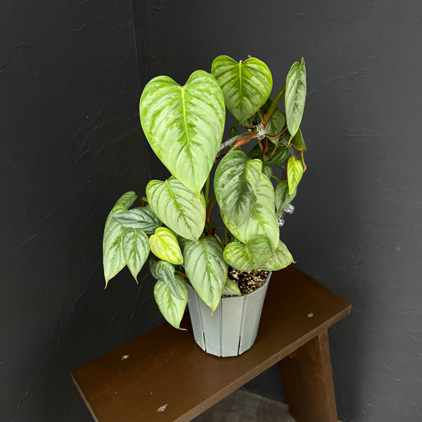 フィロデンドロン:ソディロイ 5号鉢植え