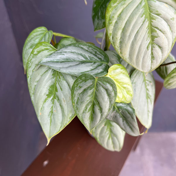フィロデンドロン:ソディロイ 5号鉢植え