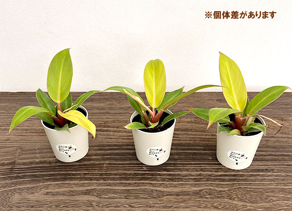 フィロデンドロン：プリンスオブオレンジ2.5号鉢入り