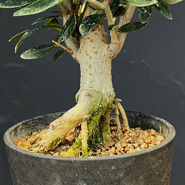 オリーブ:ルッカ 創樹さんの盆栽仕立て 3号鉢植え26-01