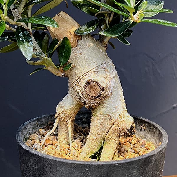 オリーブ:ルッカ 創樹さんの盆栽仕立て 3号鉢植え26-02