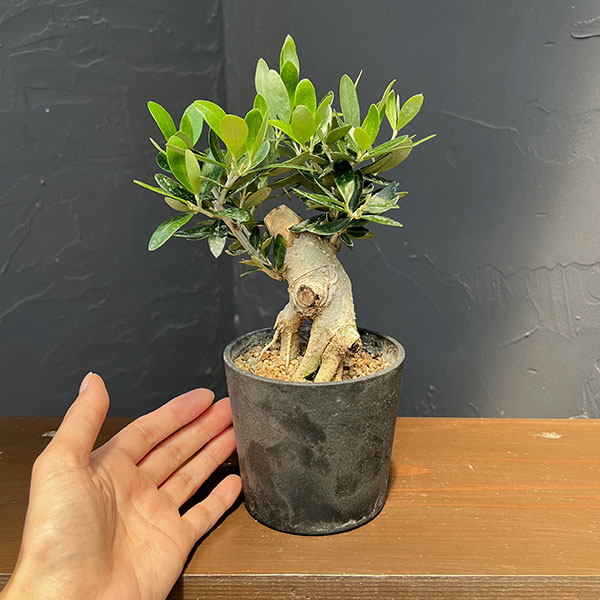 オリーブ:ルッカ 創樹さんの盆栽仕立て 3号鉢植え26-02