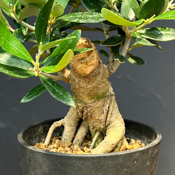 オリーブ:ルッカ 創樹さんの盆栽仕立て 3号鉢植え26-04