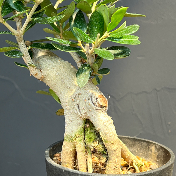 オリーブ:ルッカ 創樹さんの盆栽仕立て 3号鉢植え26-05