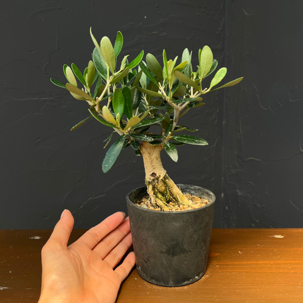 オリーブ:ルッカ 創樹さんの盆栽仕立て 3号鉢植え26-08