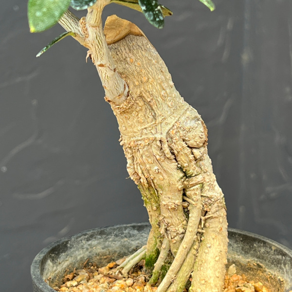 オリーブ:ルッカ 創樹さんの盆栽仕立て 3号鉢植え26-10