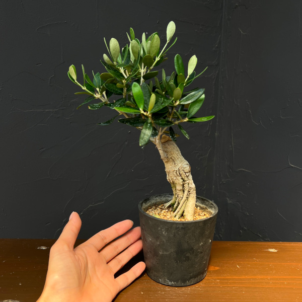 オリーブ:ルッカ 創樹さんの盆栽仕立て 3号鉢植え26-10