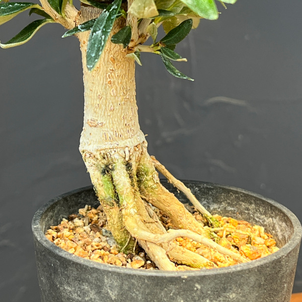 オリーブ：ルッカ　創樹さんの盆栽仕立て　3号鉢植え26-12