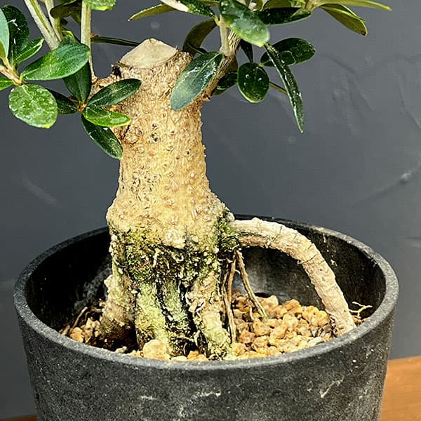 オリーブ:ネバティロブランコ 創樹さんの盆栽仕立て 3号鉢植え26-01