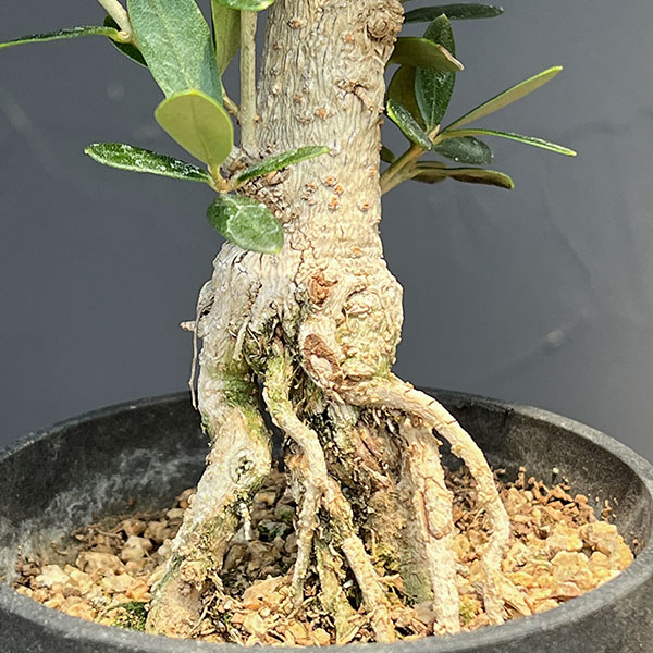 オリーブ:ネバティロブランコ 創樹さんの盆栽仕立て 3号鉢植え26-02